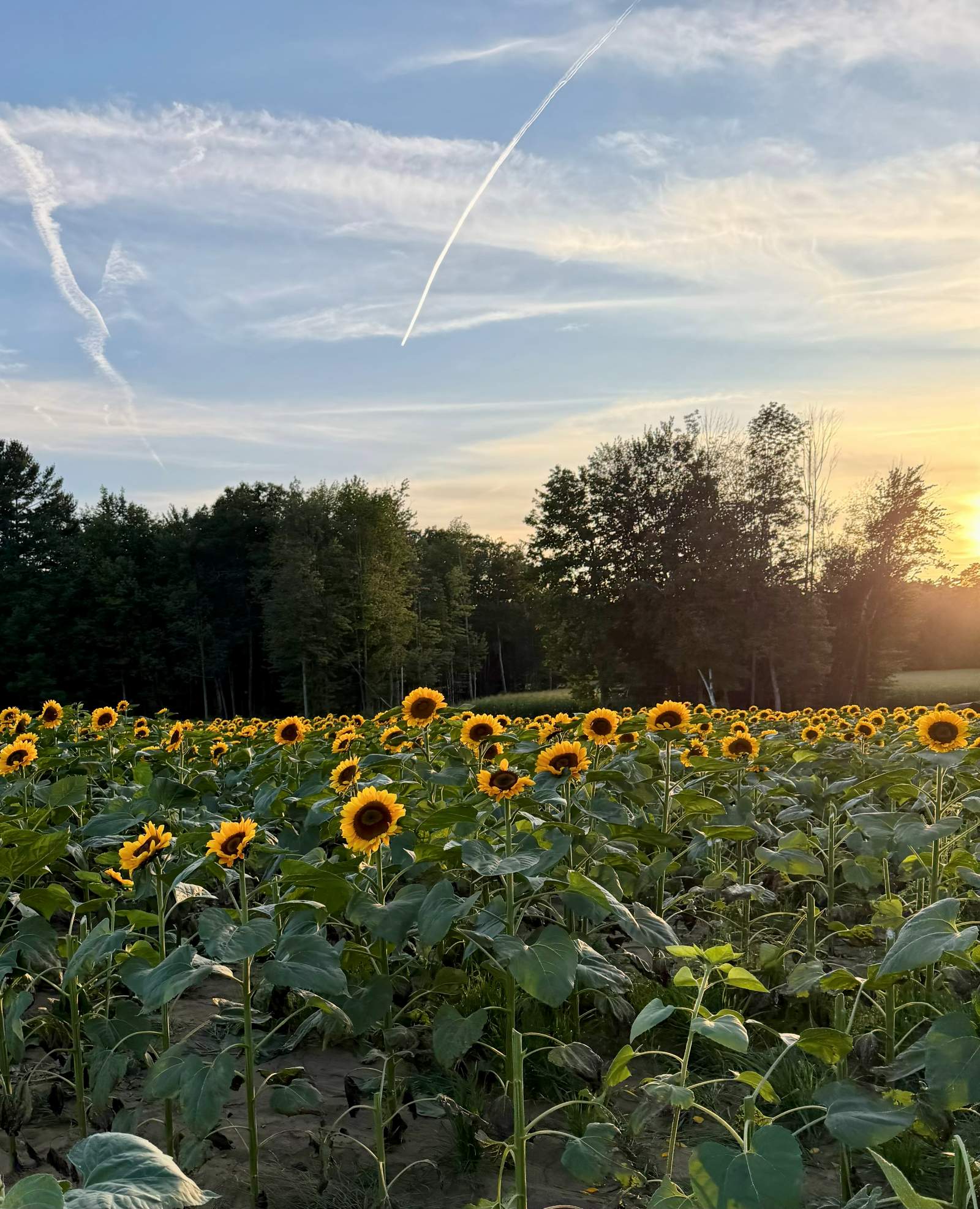 A New Hampshire sunflower field at sunset
