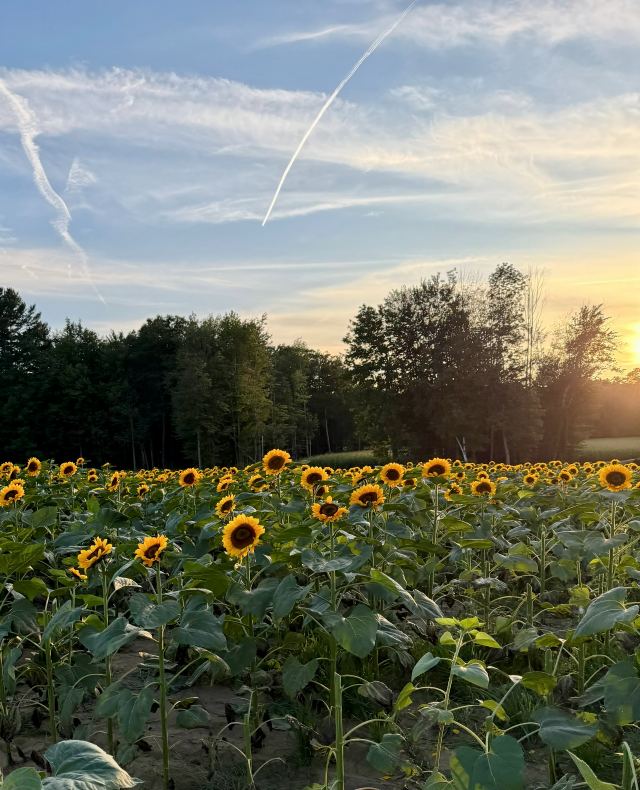 A New Hampshire sunflower field at sunset in the fall